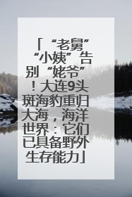 “老舅”“小姨”告别“姥爷”！大连9头斑海豹重归大海，海洋世界：它们已具备野外生存能力