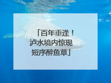 百年重逢！泸水境内惊现短序醉鱼草