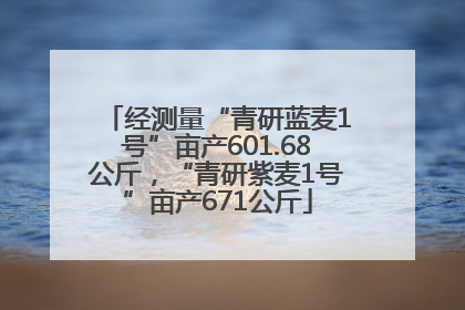 经测量“青研蓝麦1号”亩产601.68公斤，“青研紫麦1号”亩产671公斤