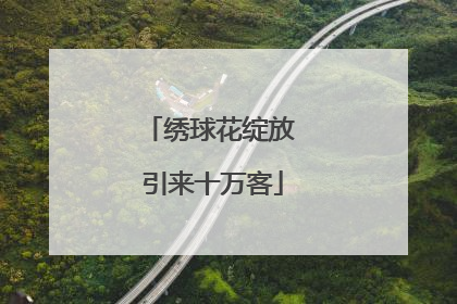 绣球花绽放 引来十万客