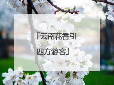 云南花香引四方游客