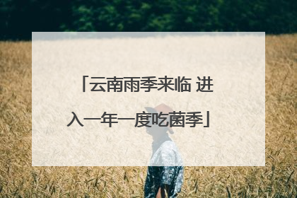 云南雨季来临 进入一年一度吃菌季