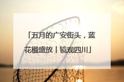 五月的广安街头，蓝花楹盛放丨镜观四川