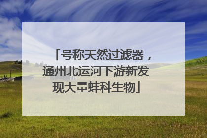 号称天然过滤器，通州北运河下游新发现大量蚌科生物
