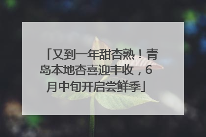 又到一年甜杏熟！青岛本地杏喜迎丰收，6月中旬开启尝鲜季