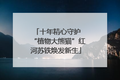 十年精心守护 “植物大熊猫”红河苏铁焕发新生