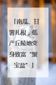 南瓜、甘薯扎根，低产丘陵地变身致富“聚宝盆”
