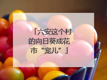 六安这个村的向日葵成花市“宠儿”