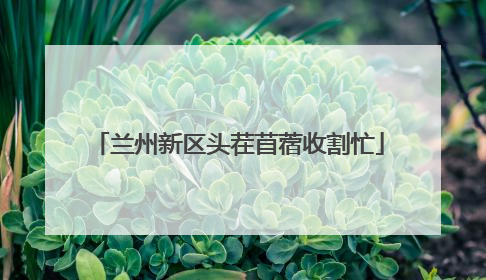 兰州新区头茬苜蓿收割忙