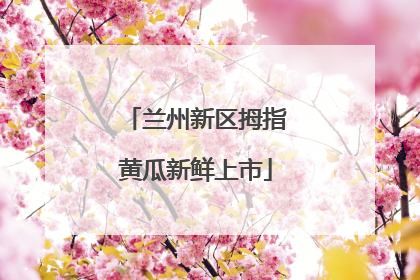 兰州新区拇指黄瓜新鲜上市