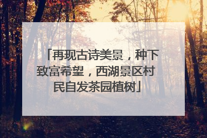 再现古诗美景，种下致富希望，西湖景区村民自发茶园植树
