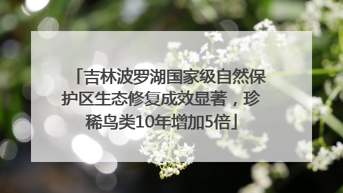 吉林波罗湖国家级自然保护区生态修复成效显著，珍稀鸟类10年增加5倍