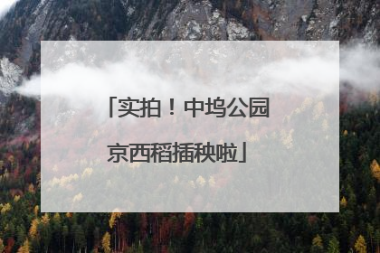 实拍！中坞公园京西稻插秧啦
