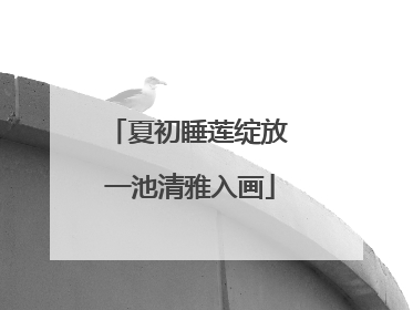 夏初睡莲绽放 一池清雅入画