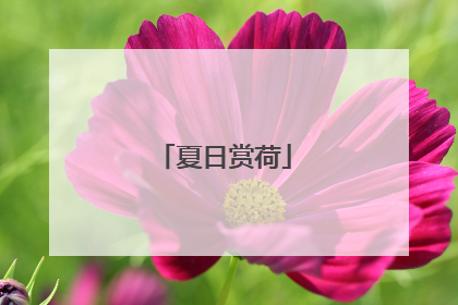 夏日赏荷