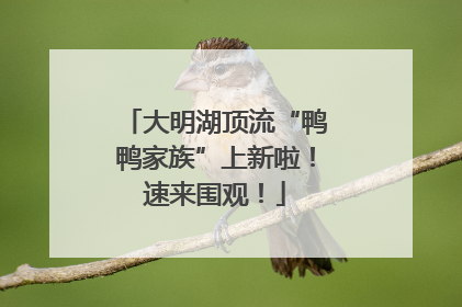 大明湖顶流“鸭鸭家族”上新啦！速来围观！