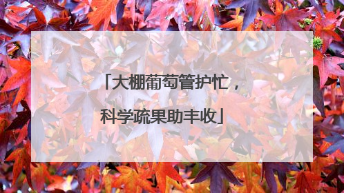 大棚葡萄管护忙，科学疏果助丰收