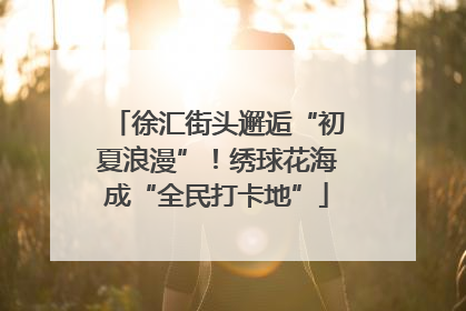 徐汇街头邂逅“初夏浪漫”！绣球花海成“全民打卡地”