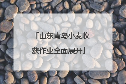 山东青岛小麦收获作业全面展开