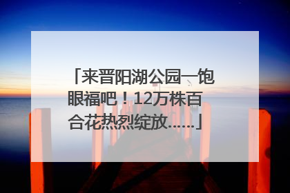 来晋阳湖公园一饱眼福吧！12万株百合花热烈绽放……