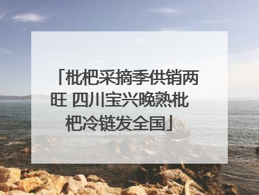 枇杷采摘季供销两旺 四川宝兴晚熟枇杷冷链发全国