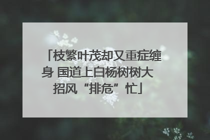 枝繁叶茂却又重症缠身 国道上白杨树树大招风“排危”忙