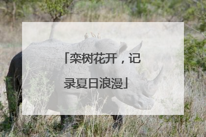 栾树花开，记录夏日浪漫