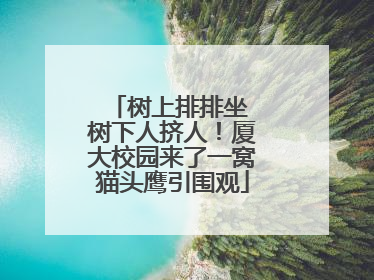 树上排排坐 树下人挤人！厦大校园来了一窝猫头鹰引围观