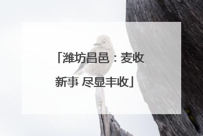 潍坊昌邑：麦收新事 尽显丰收