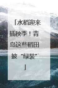 水稻迎来插秧季！青岛这些稻田披“绿装”
