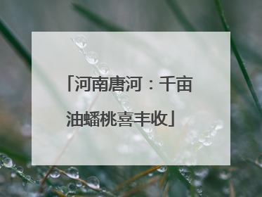 河南唐河：千亩油蟠桃喜丰收