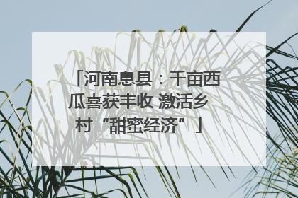 河南息县：千亩西瓜喜获丰收 激活乡村“甜蜜经济”