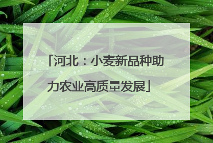 河北：小麦新品种助力农业高质量发展