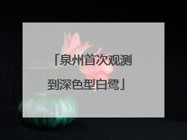 泉州首次观测到深色型白鹭