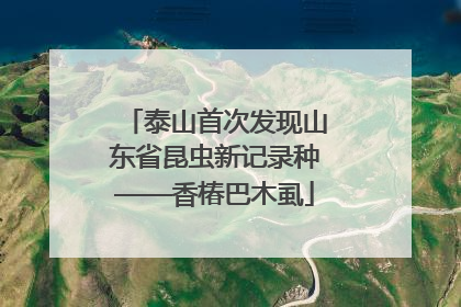 泰山首次发现山东省昆虫新记录种——香椿巴木虱