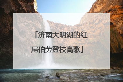济南大明湖的红尾伯劳登枝高歌