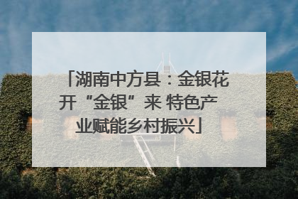 湖南中方县：金银花开“金银”来 特色产业赋能乡村振兴