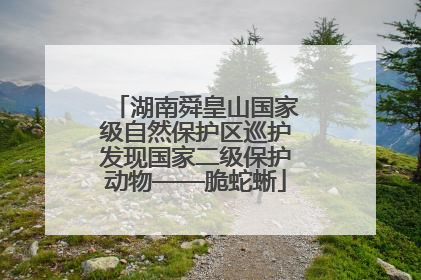 湖南舜皇山国家级自然保护区巡护发现国家二级保护动物——脆蛇蜥