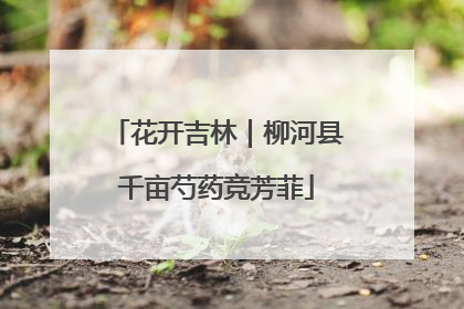 花开吉林｜柳河县千亩芍药竞芳菲