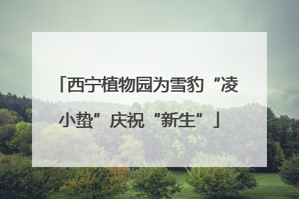 西宁植物园为雪豹“凌小蛰”庆祝“新生”