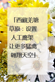 西藏羌塘草原：设置人工鹰架 让更多猛禽翱翔天空