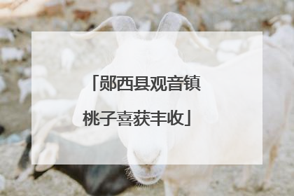 郧西县观音镇桃子喜获丰收
