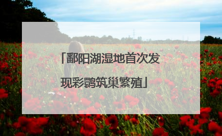 鄱阳湖湿地首次发现彩鹮筑巢繁殖