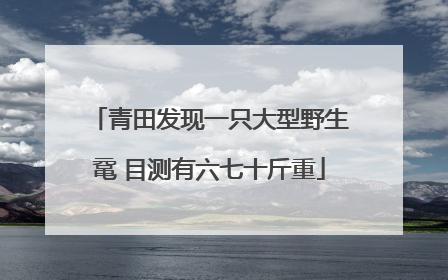 青田发现一只大型野生鼋 目测有六七十斤重