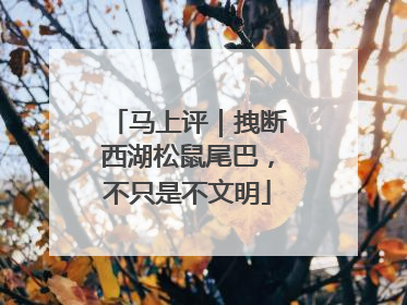 马上评｜拽断西湖松鼠尾巴，不只是不文明