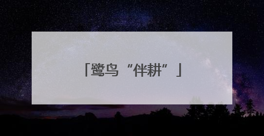 鹭鸟“伴耕”