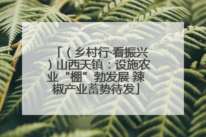 （乡村行·看振兴）山西天镇：设施农业“棚”勃发展 辣椒产业蓄势待发